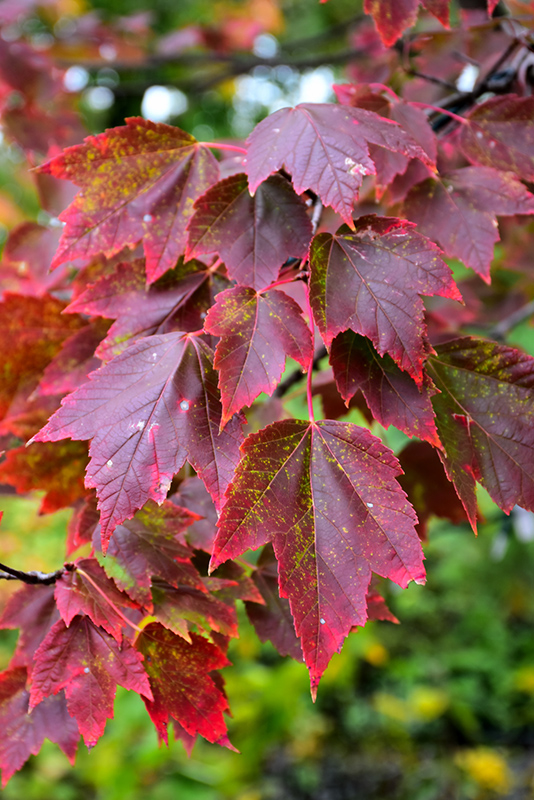 Red Sunset® Red Maple in fall