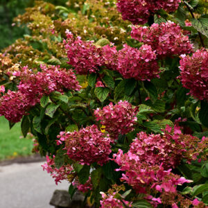 Diamond Rouge&reg; Hydrangea flowers