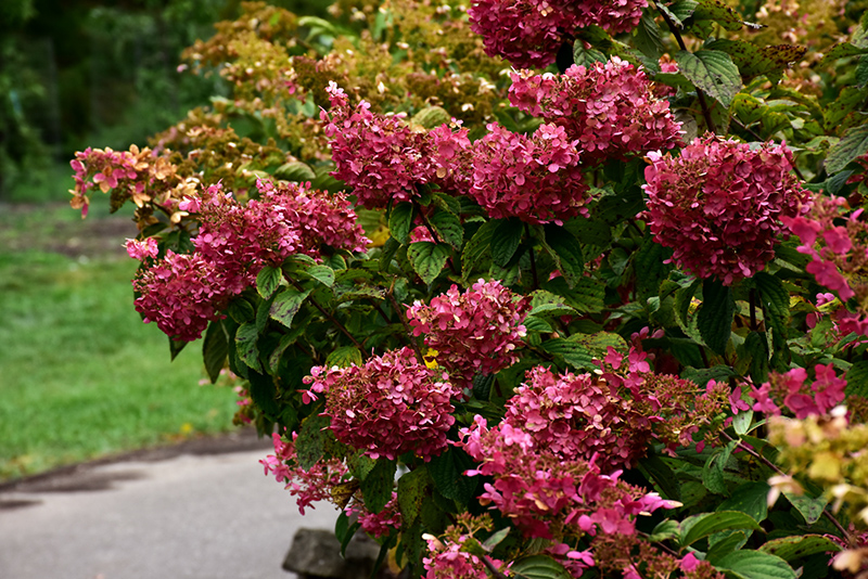Diamond Rouge® Hydrangea flowers