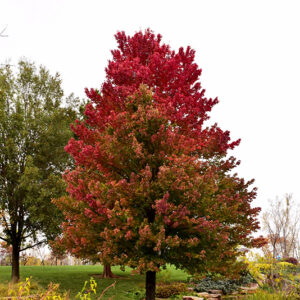 Red Sunset&reg; Red Maple in fall