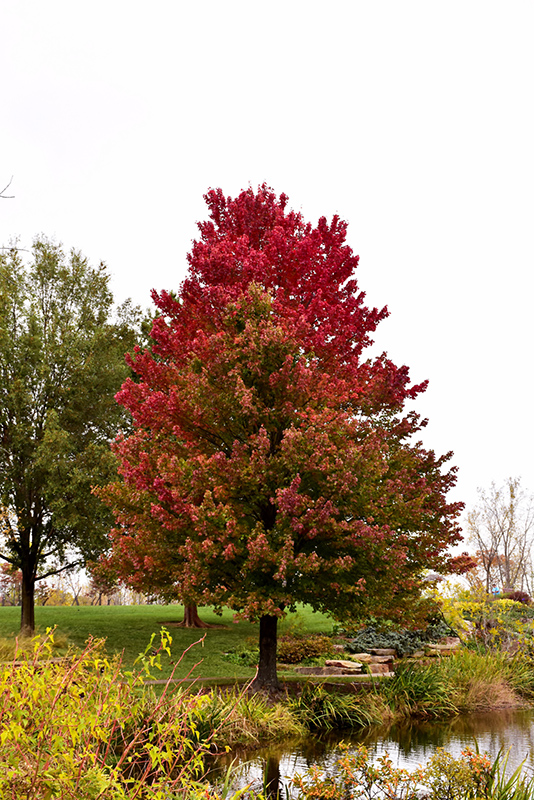 Red Sunset® Red Maple in fall