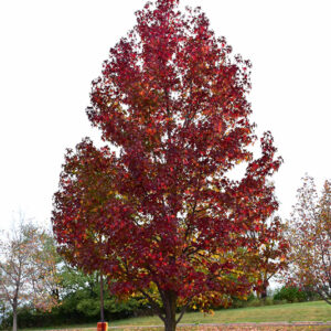Worplesdon Sweet Gum in fall