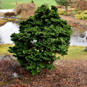Dwarf Hinoki Falsecypress
