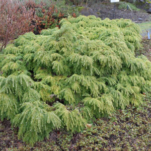 Jeddeloh Hemlock