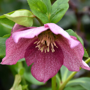 Royal Heritage Hellebore flowers