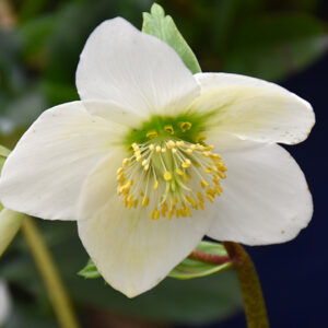 Christmas Rose flowers