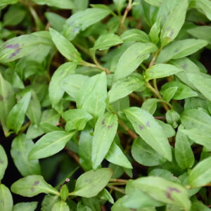 Vietnamese Coriander foliage