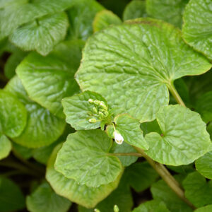 Wasabi foliage