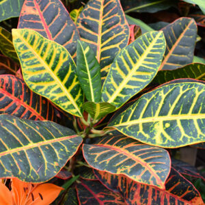 Petra Variegated Croton foliage