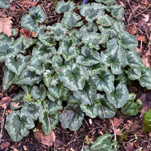 Persian Cyclamen