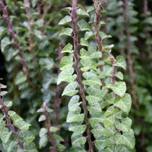 Little Fantasy Ivy foliage