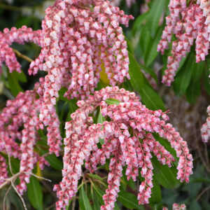 Valley Rose Japanese Pieris flowers