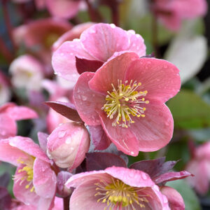 Pink Frost Hellebore flowers