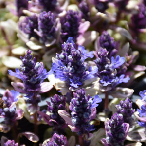 Dixie Chip Bugleweed flowers