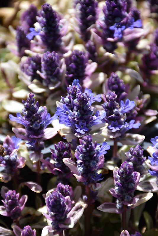 Dixie Chip Bugleweed flowers