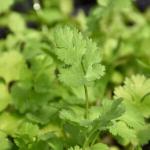 Cilantro foliage