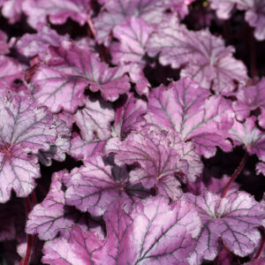 Forever&reg; Purple Coral Bells foliage