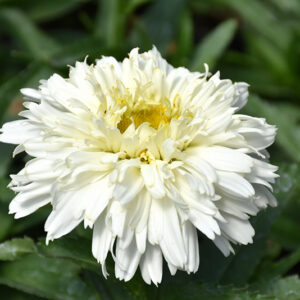 Macaroon Shasta Daisy flowers