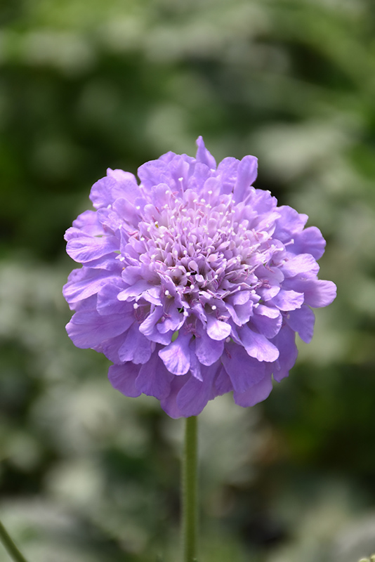 Flutter™ Deep Blue Pincushion Flower flowers