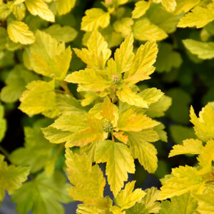 Tiny Wine&reg; Gold Ninebark foliage