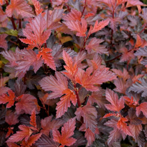 Coppertina&reg; Ninebark foliage