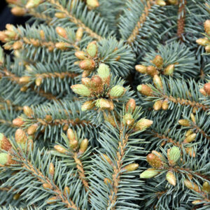 Byland's Blue Dwarf Colorado Spruce foliage