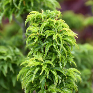 Lions Head Japanese Maple foliage