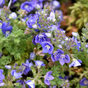 Whitley's Speedwell flowers