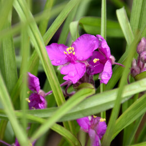 Red Spiderwort flowers
