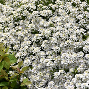 Candytuft in bloom