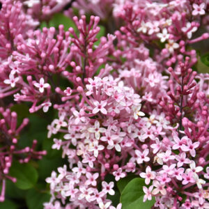 Scent And Sensibility&trade; Pink Lilac flowers