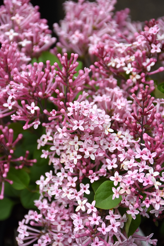 Scent And Sensibility™ Pink Lilac flowers