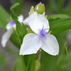Osprey Spiderwort flowers