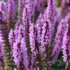 Sensation&trade; Rose Sage flowers