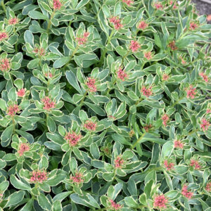 Variegated Russian Stonecrop foliage
