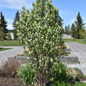 Standing Ovation&trade; Saskatoon Berry in bloom