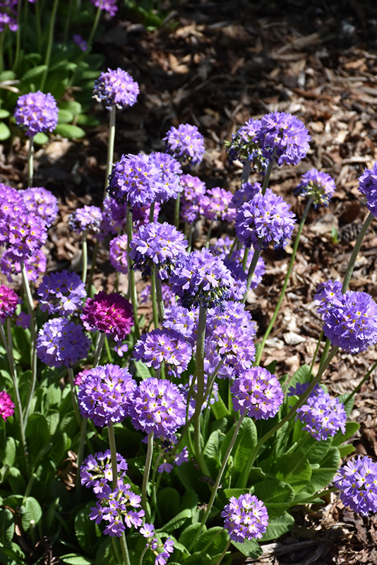 Drumstick Primrose in bloom