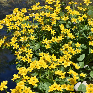Marsh Marigold in bloom