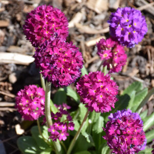Drumstick Primrose flowers