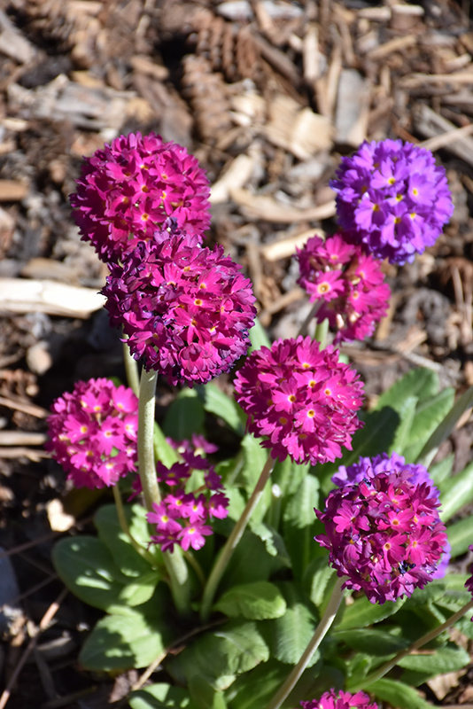 Drumstick Primrose flowers