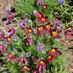 Red Pasqueflower in bloom