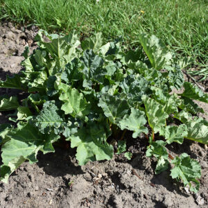 Victoria Rhubarb