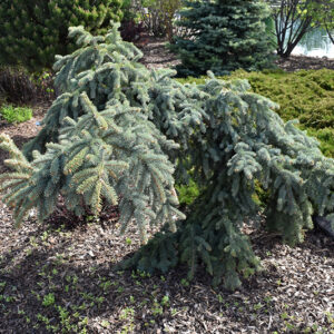 Weeping Blue Spruce
