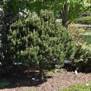 Dwarf Scotch Pine