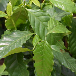 Arabian Coffee foliage