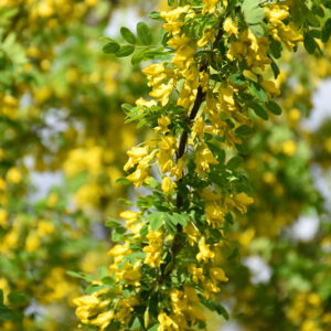 Peashrub flowers
