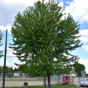 Silver Maple