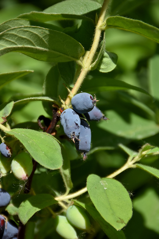 Yezberry® Solo™ Japanese Haskap fruit