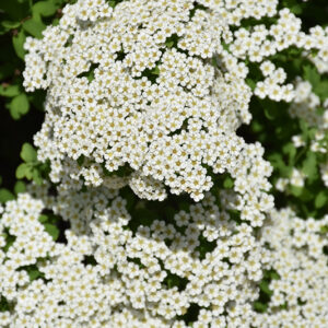 Wedding Cake&reg; Spirea flowers