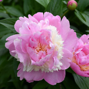 Sorbet Peony flowers